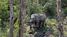 An elephant in the high-welfare venue ChangChill