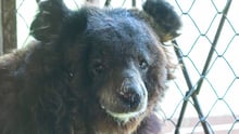 The new bear, Maggies, in quarantine, May 2019