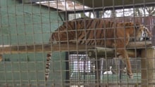 A tiger sleeps in small barren cage