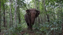 Elephant walking