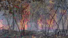 The Amazon rainforest burning 2019