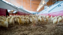 Chicken on a farm