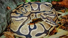 Ball python