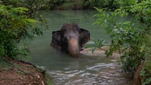 Jahn, a 32-year-old female elephant, in the water at Eco-tourism Koh Lanta 