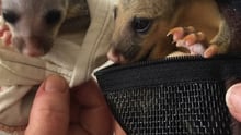 Brushtail possum infants from bushfires 2020 – Ash and friend