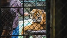 A tiger kept in a cage at a venue where tigers are mainly used as props for tourist photos.
