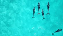 Pictured: Dolphins belong in the wild. Credit Line: Courtnie Tosana