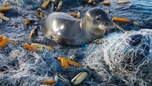 a seal caught in ghost gear