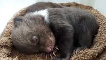 Abandoned bear cubs given a new home