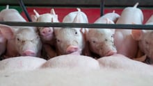 Brazilian farm gives pigs better lives