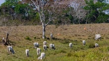 Cattle grazing in the outskirts of Rio Branco, Acre, Brazil - World Animal Protection - Animals in farming