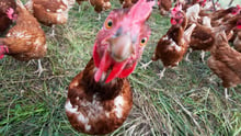 Hens on a farm