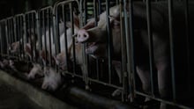 Chinese consumers support better welfare for pigs