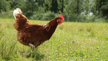 The inner lives of chickens: intelligence, self-control and empathy