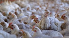 Why do we emotionally disconnect from chickens?