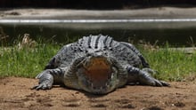 crocodile handbags