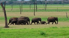 Tips to spot an elephant-friendly venue 