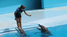 Dolphins in entertainment at Zoomarine, Portugal - World Animal Protection - Dolphins in captivity