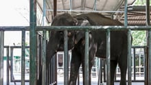 The crushing toll of captivity on elephants’ emotional lives