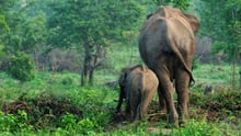 Intelligent and emotional: Elephants should never be ridden