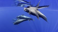Dolphins underwater at Whale Heritage Site Tenerife La Gomera - Francis Pérez