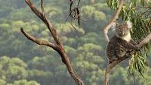 How to spot koalas in the wild