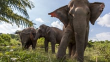 Global movement grows: more than 160 travel companies commit to be elephant friendly