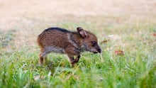 Baby the peccary 