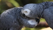 African greys