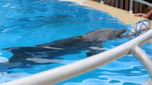 Landmark sea sanctuary study for captive dolphins announced