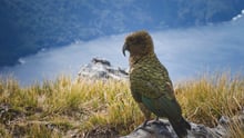 Kea bird in Fiordland National Park, New Zealand. 