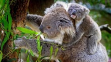 Where are the top spots to see Australian animals in the wild? 