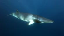 There is no place for whaling in our oceans