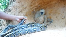 A screenshot from one of YouTube's fake animal rescue videos, showing a staged rescue between a gibbon and a python