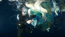 World Turtle Day