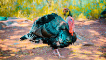 Two black turkeys.