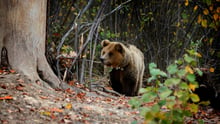 Artwork competition Romanian bear