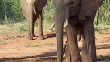 Chained elephants in South Africa