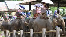 Elephants set off with tourists for a ride. 