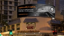 World Animal Protection dolphin billboard in Surfers Paradise