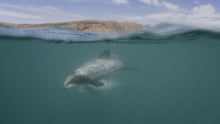 Hector dolphin swimming