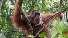 Animal Protectors encounter orangutans in the Sumatran jungle
