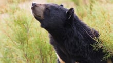black bear