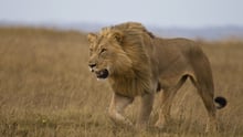 Wild lion in Kenya