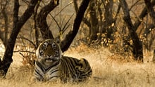 Wild tiger in India