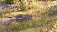 A wild tiger takes a swim - World Animal Protection
