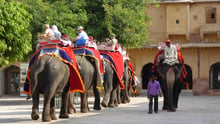 Elephants never forget their suffering for entertainment