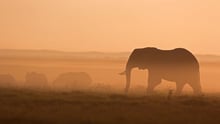 Travel industry checking out of animal cruelty 