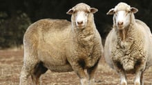 Live export mythbusting