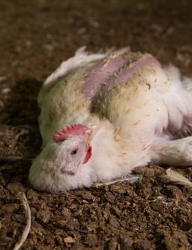 Chicken on NZ farm